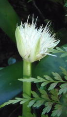 Haemanthus albiflos