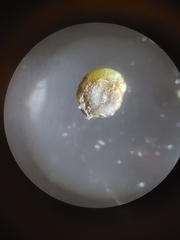 Potamogeton spirillus