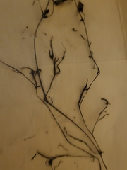 Potamogeton spirillus