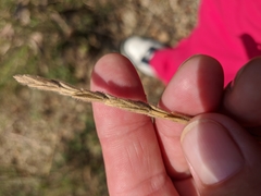 Thinopyrum intermedium barbulatum