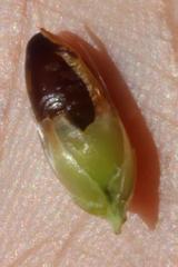 Hypodiscus alboaristatus