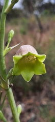 Prochnyanthes mexicana