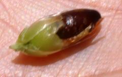 Hypodiscus alboaristatus