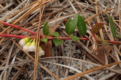 Vaccinium crassifolium