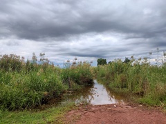 Phragmites karka