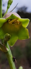 Prochnyanthes mexicana
