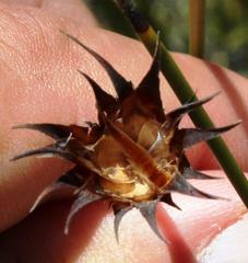 Hypodiscus alboaristatus