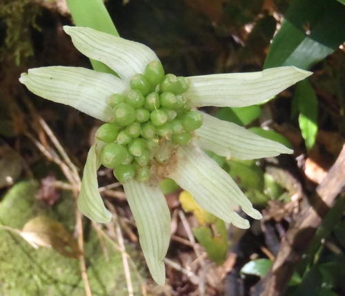 Haemanthus albiflos