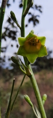 Prochnyanthes mexicana