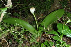 Haemanthus albiflos