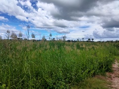 Phragmites karka