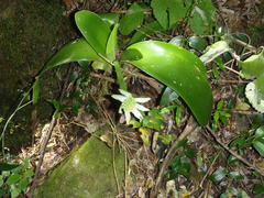 Haemanthus albiflos