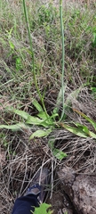 Prochnyanthes mexicana