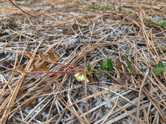 Vaccinium crassifolium