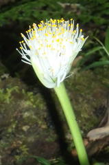 Haemanthus albiflos
