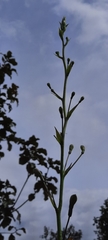Prochnyanthes mexicana