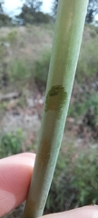 Prochnyanthes mexicana