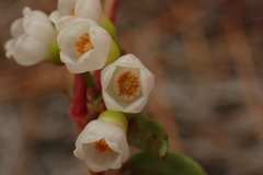 Vaccinium crassifolium