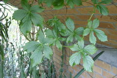 Cyphostemma simulans