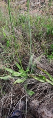 Prochnyanthes mexicana
