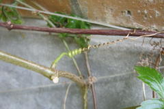 Cyphostemma simulans