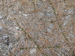 Vaccinium crassifolium