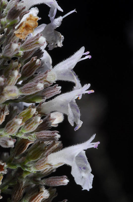Whiteleaf Savory