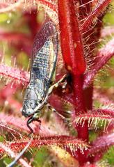 Melampsalta