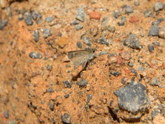 Aeromachus dubius