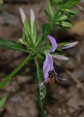 Dicliptera magaliesbergensis