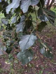 Tilia cordata
