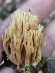 Phaeoclavulina eumorpha