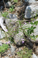 Dontostemon dentatus