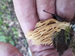 Phaeoclavulina eumorpha