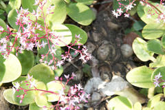 Crassula multicava multicava