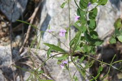 Dontostemon dentatus