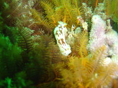 Aphelodoris brunnea