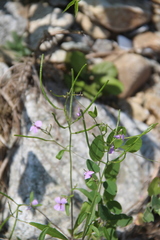 Dontostemon dentatus