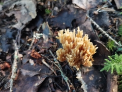 Phaeoclavulina eumorpha