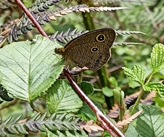 Ypthima nikaea