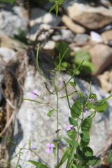 Dontostemon dentatus