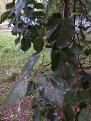 Tilia cordata