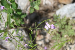 Dontostemon dentatus