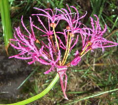 Nerine undulata