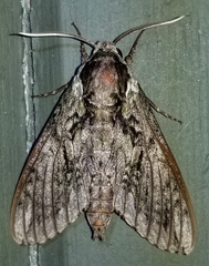 Ceratomia undulosa