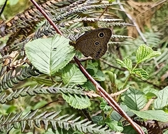 Ypthima nikaea