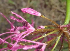 Nerine undulata