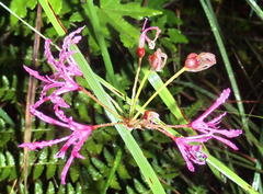 Nerine undulata