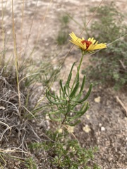 Gaillardia multiceps