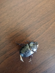 Euetheola
